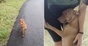 Mamma cane che allatta corre da una donna e cerca di chiedere aiuto per i suoi bambini (VIDEO)