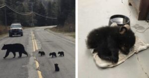 Un agente trova un piccolo orso per strada e lo salva