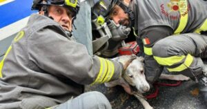 Dei pompieri hanno sollevato un tram per salvare un povero cane