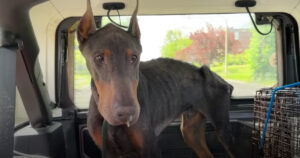 Questo Dobermann così magro chiede soltanto un riparo e del cibo (VIDEO)