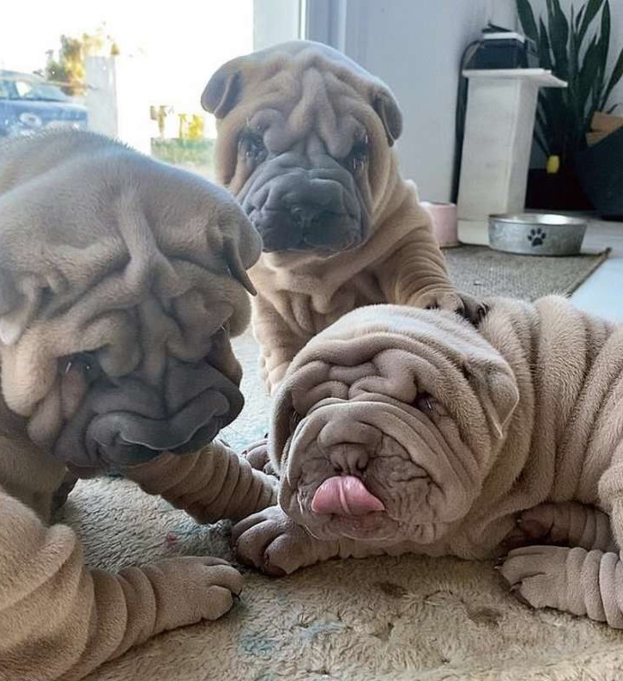 Sembra una coperta ma è uno Shar Pei