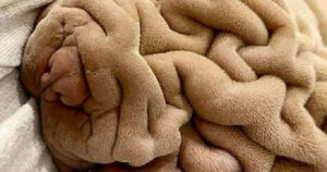 Sembra una coperta spiegazzata, ma in realtà è un tenero Shar Pei