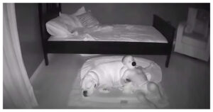 Telecamera riprende un bambino che esce dal letto per andare a dormire con il suo cagnolino