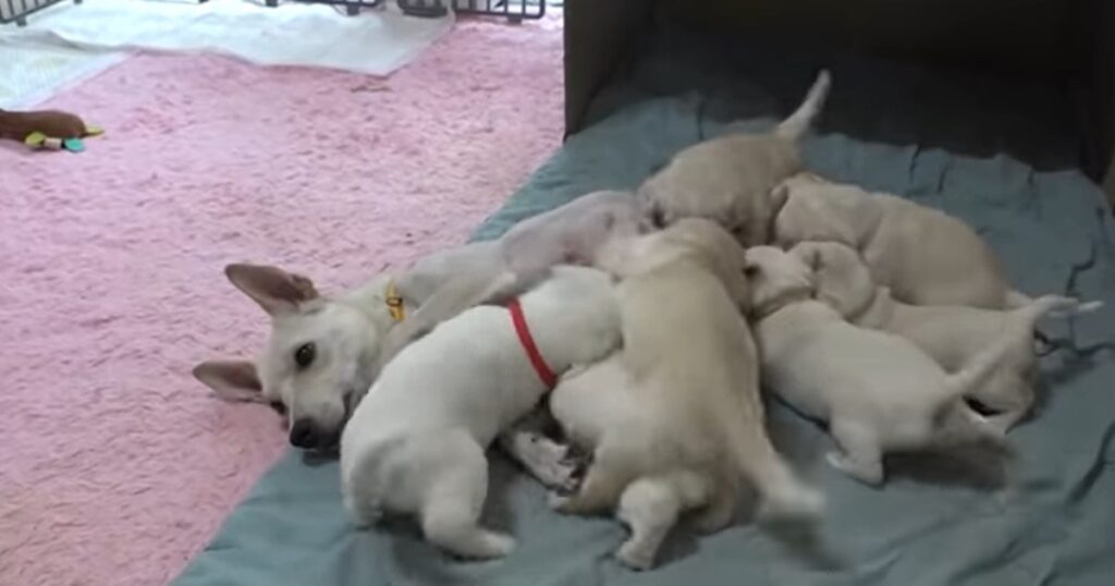 cagnolina incinta eutanasia