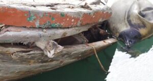 Gattino rimane bloccato in una barca al porto rischiando la sua vita