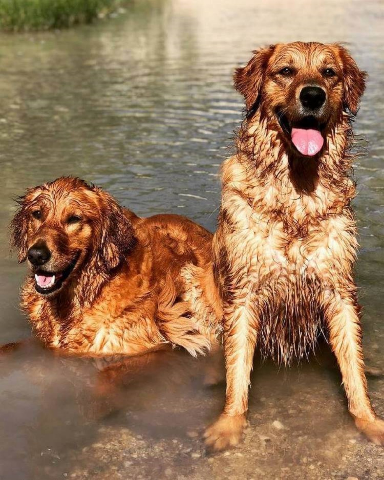 cani in acqua