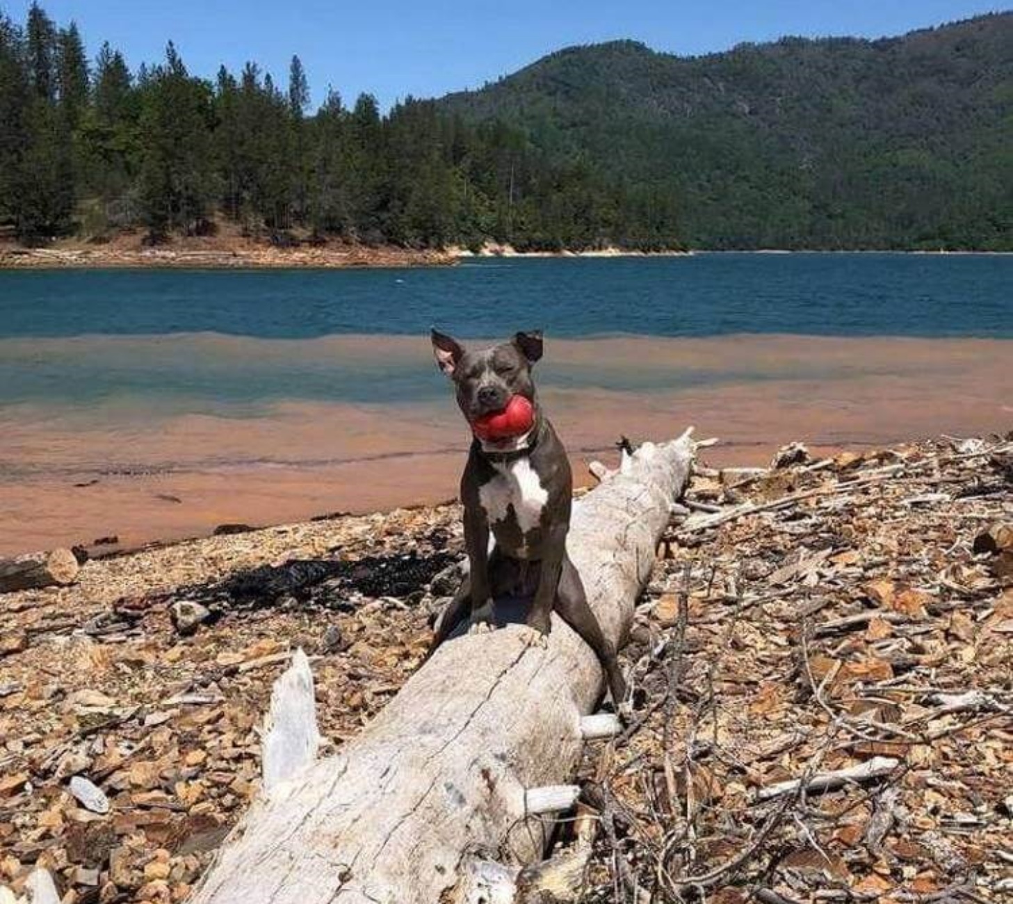 cane seduto in modo strano