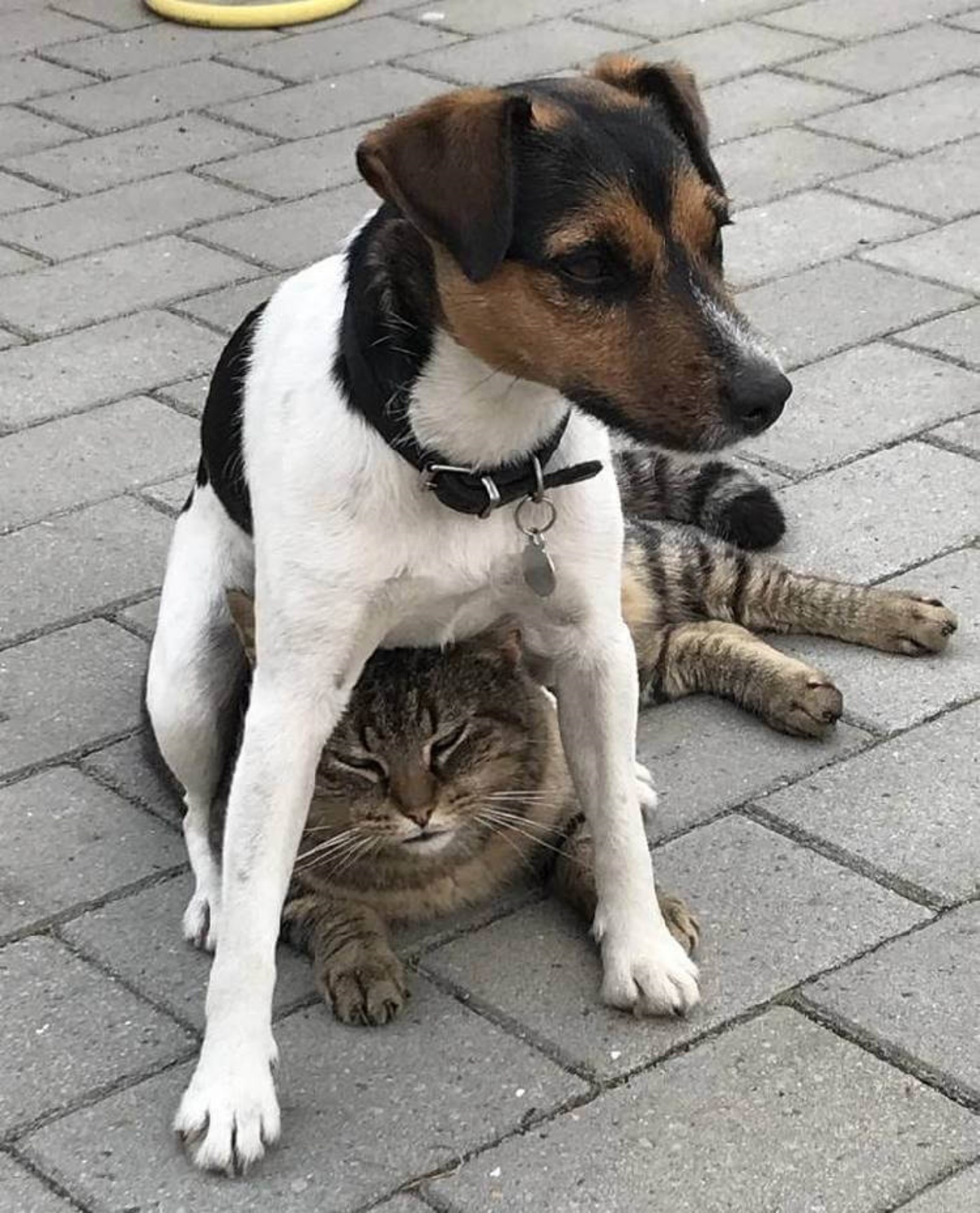 cane seduto sul micio