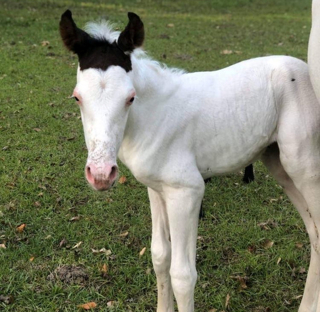 cavallo particolare