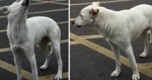 Abbandonata in un parcheggio, ha ululato per 9 giorni fino a quando si sono accorti di lei (VIDEO)