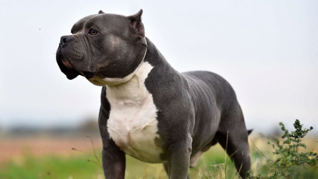 American Bully