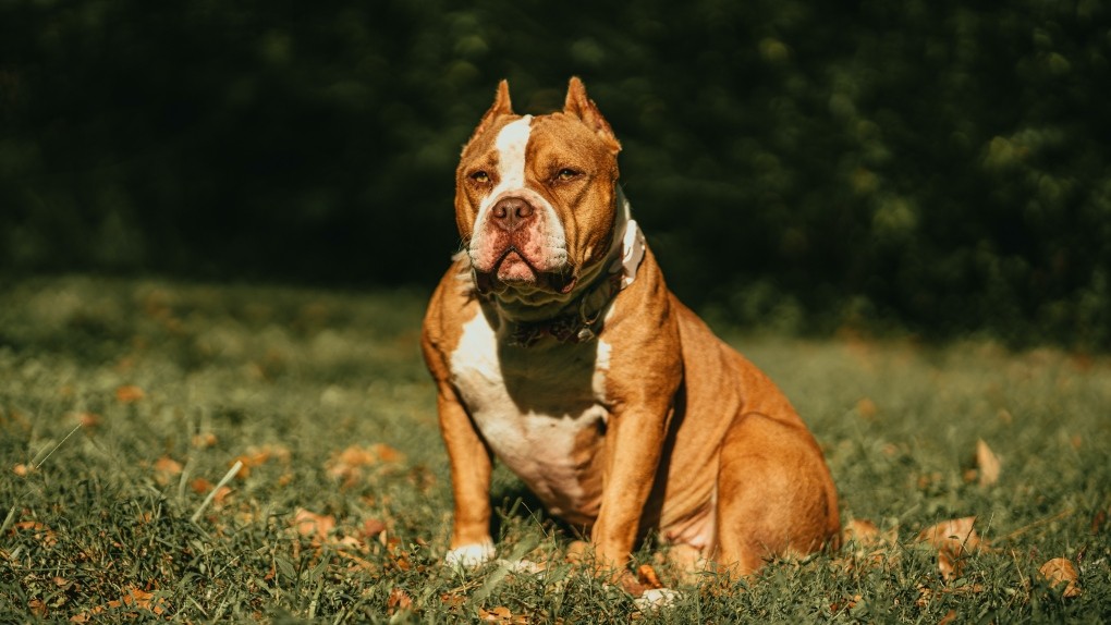 American Bully