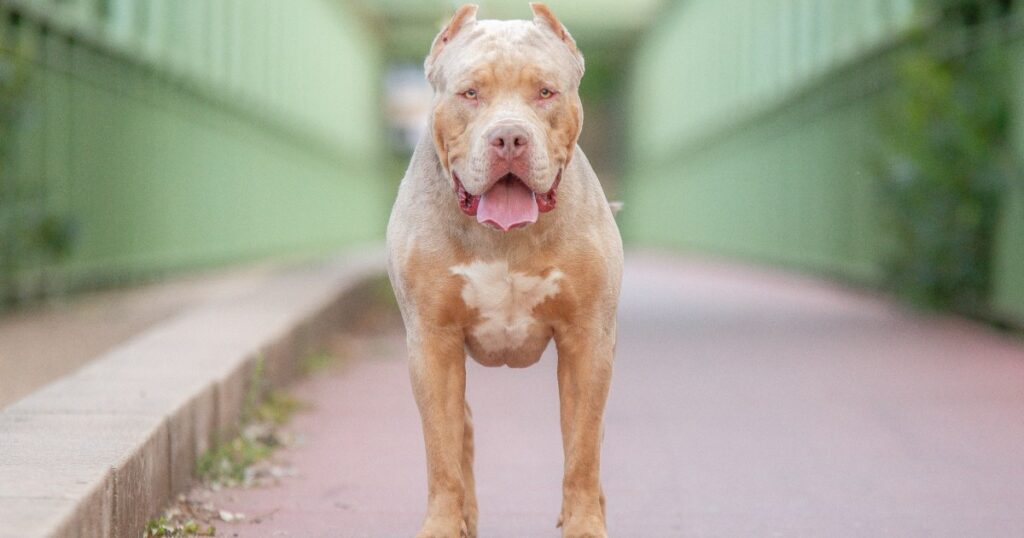 American Bully