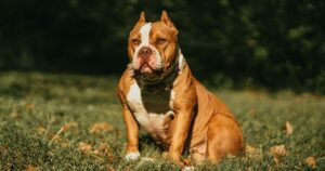 American Bully, i cani vietati in Inghilterra a causa di alcuni attacchi mortali