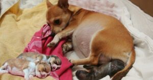 Cagnolina abbandonata con un pancione enorme ha gli occhi lucidi quando capisce che è viva solo grazie ai soccorritori