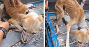 Volontari trovano e salvano una povera cagnolina scheletrica vicino ad un ruscello: era quasi in fin di vita