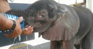 Camionisti trovano un piccolo elefantino tutto solo sul ciglio della strada e gli cambiano la vita