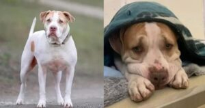 Pitbull trascorre diversi anni in rifugio, non riesce a trovare una casa perché “è troppo timido”