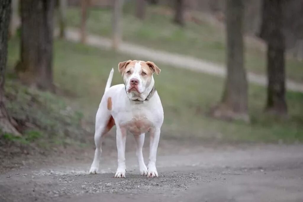 Pitbull trascorre diversi anni in rifugio