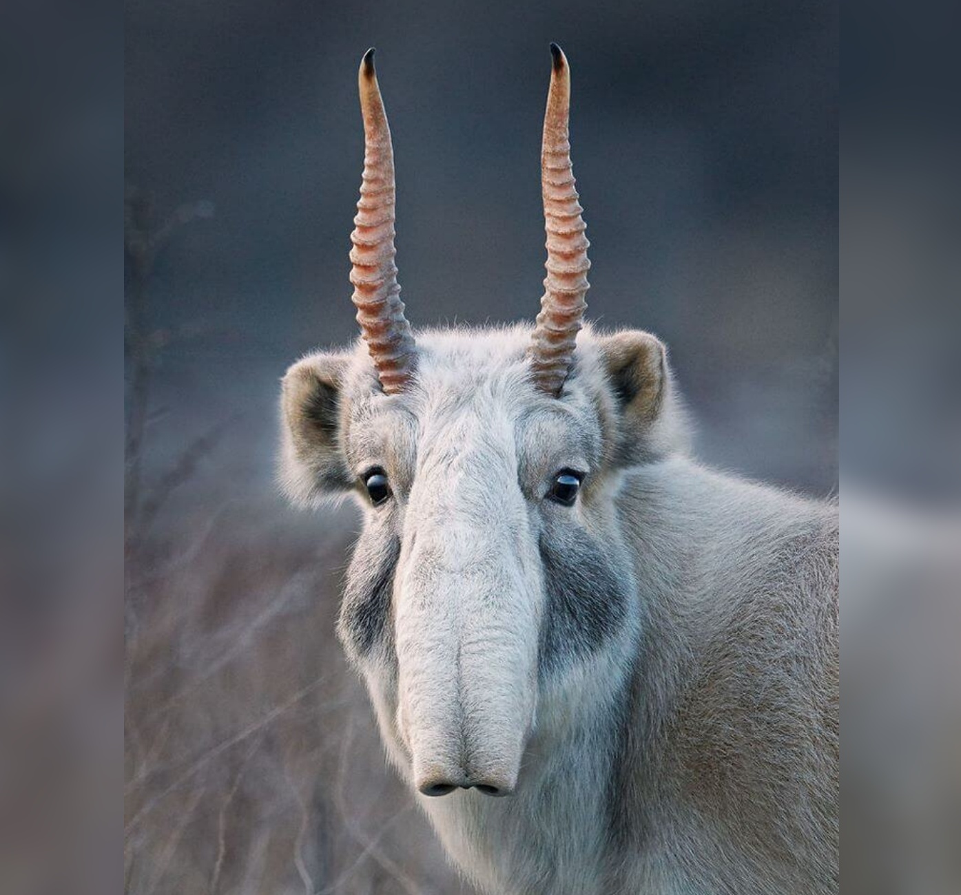 saiga