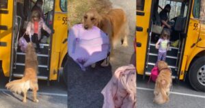 Golden Retriever va ogni giorno a prendere la bambina a scuola: “un vero gentiluomo”