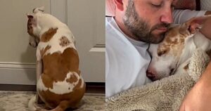 Milkshake, la storia del cagnolino sordo che ha atteso 3 anni per la sua adozione (VIDEO)