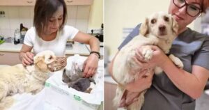 Questa mamma cagnolina ha dovuto affrontare ostacoli più grandi di un parto in mezzo alla strada