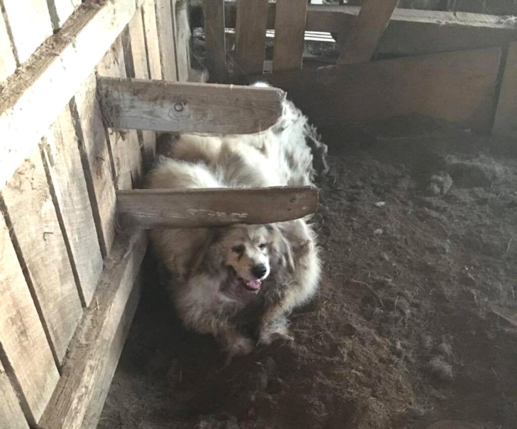 cagnolino salvato da una stalla