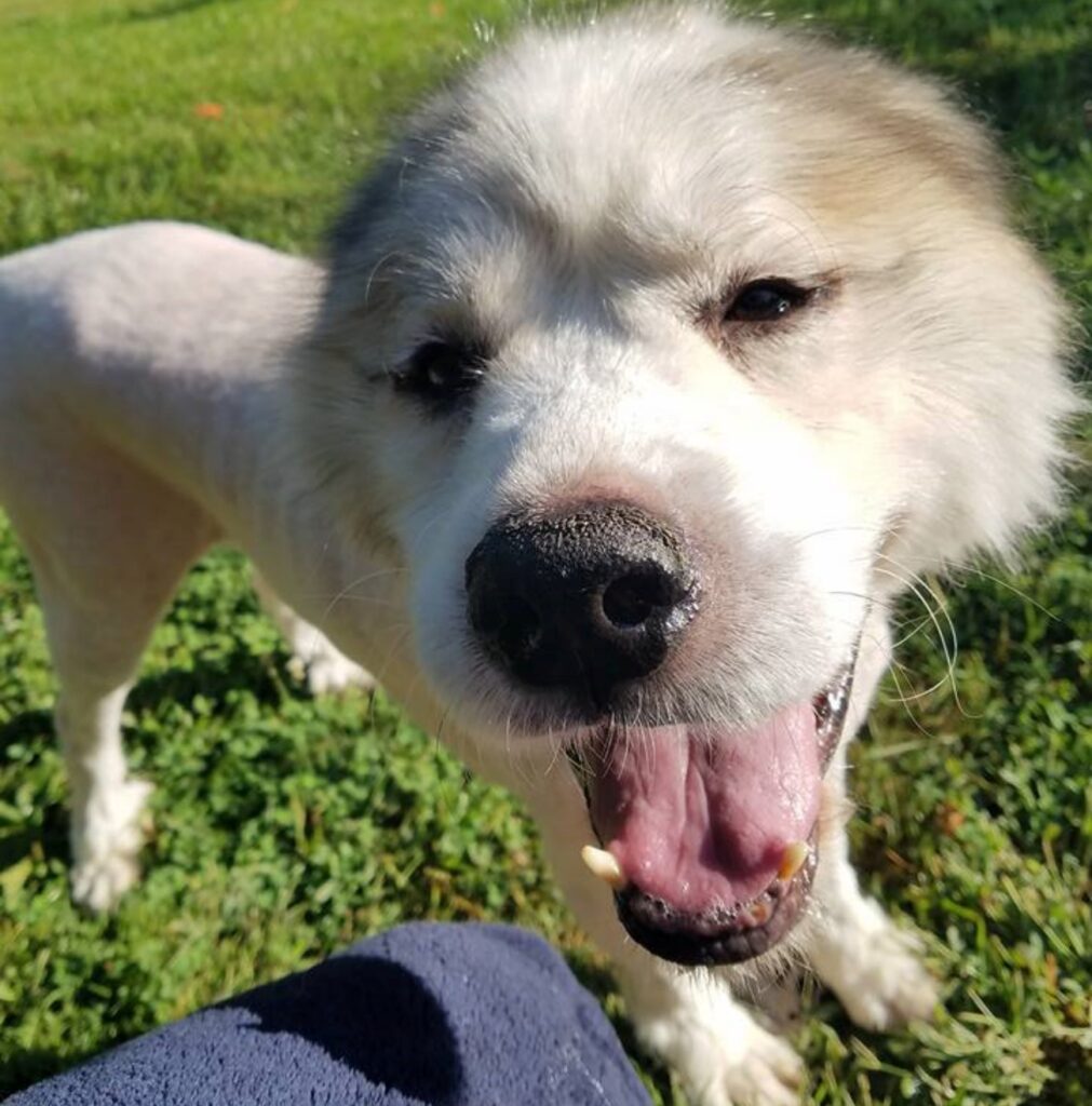 cagnolino salvato da una stalla