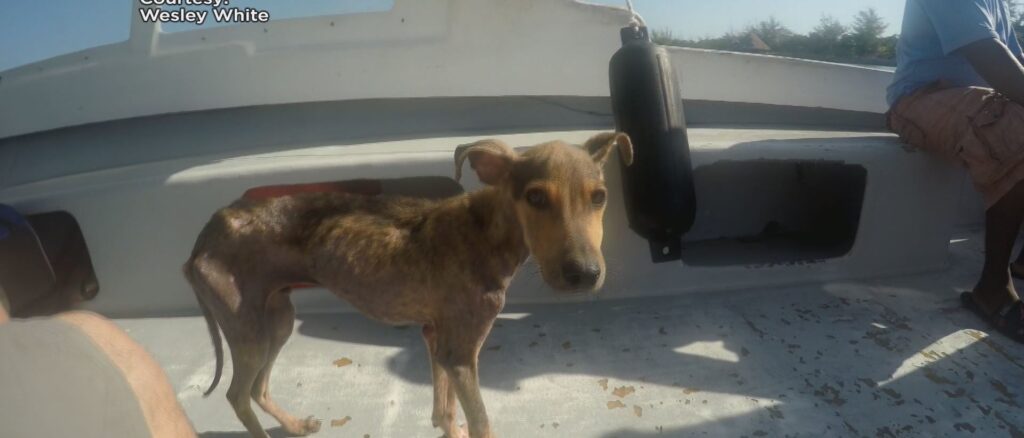 cagnolino salvato da un turista in kayak