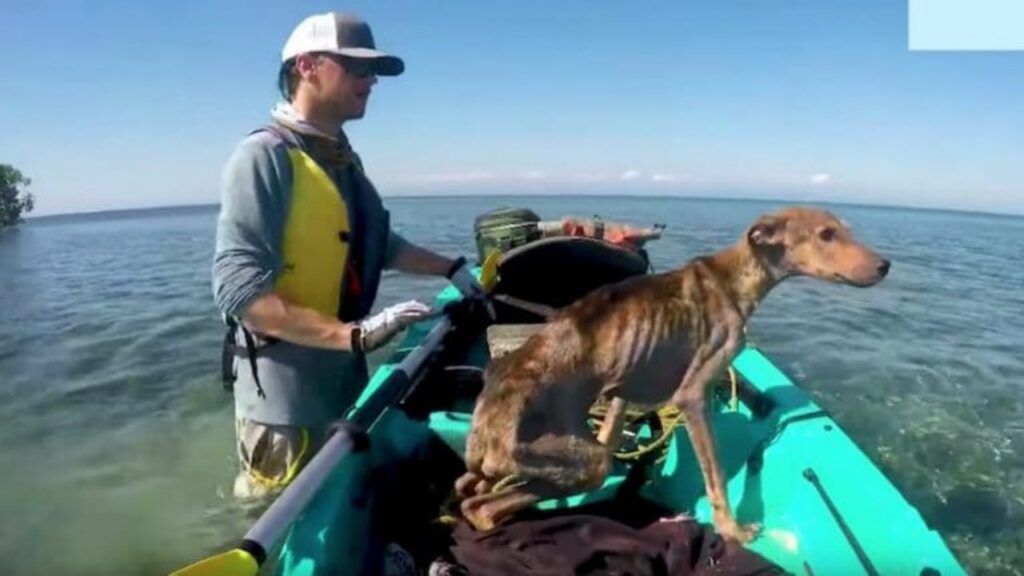 cagnolino salvato da un turista in kayak