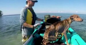 Gironzolava per dei ruderi abbandonati sull’acqua, cagnolino salvato da un turista in kayak (VIDEO)