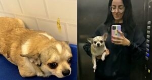 Chihuahua ottiene una seconda possibilità, la sua trasformazione è stata documentata su TikTok (VIDEO)