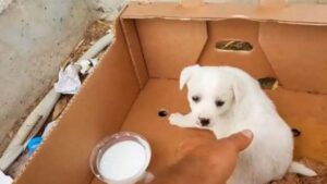 Cucciolo abbandonato fuori da un supermercato attende una seconda occasione dopo tanta indifferenza (VIDEO)