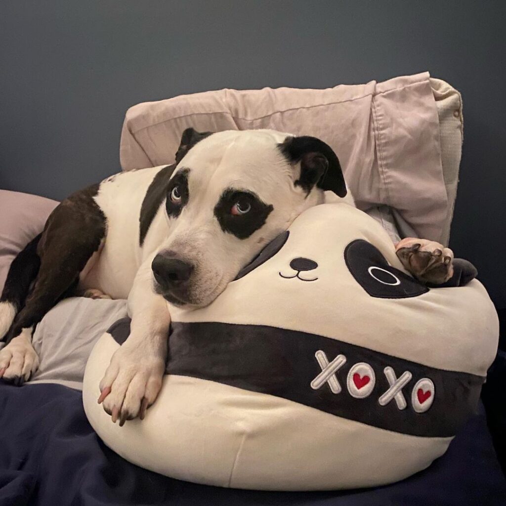 cane che assomiglia a un panda