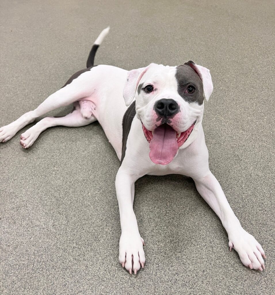 elvis, questo cagnolino era rimasto solo