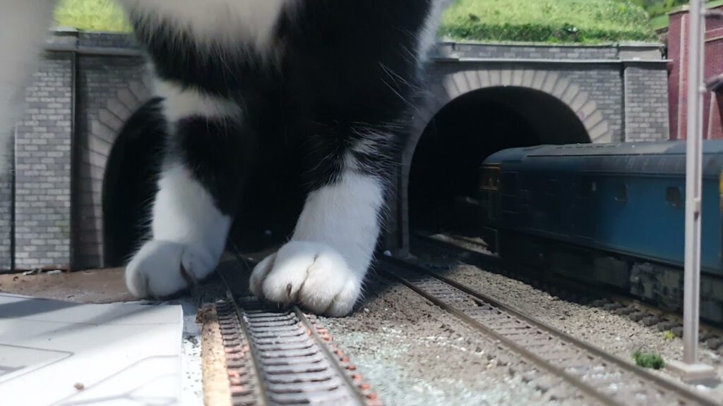 treno gatto