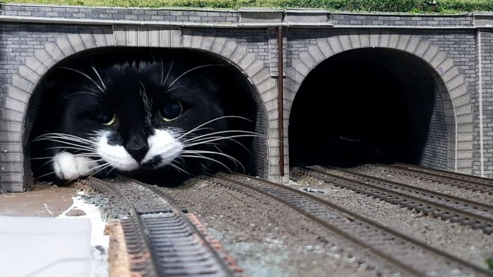 treno gatto