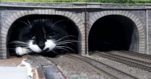 “È in arrivo il treno gatto”, ecco il video divertente che sta girando il mondo (VIDEO)