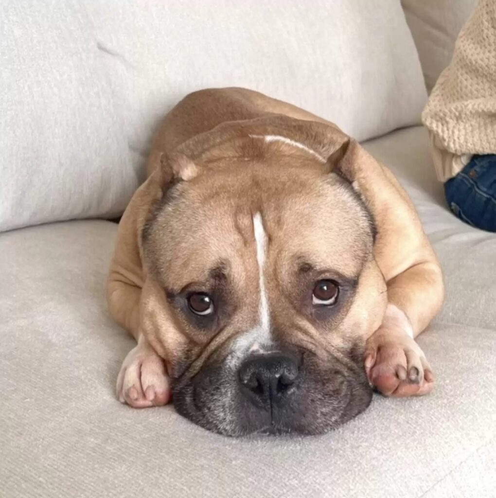 cagnolina che aveva perso i cuccioli