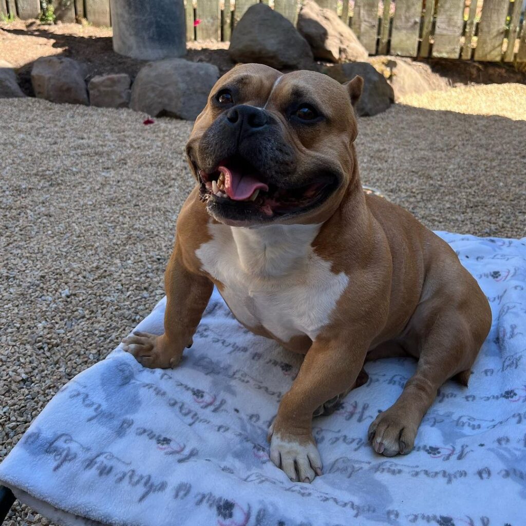 cagnolina che aveva perso i cuccioli