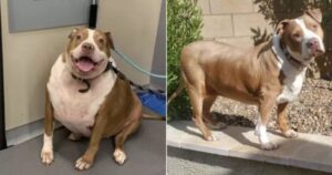 Grazie a una volontaria un pitbull obeso perde 26 kg grazie a una sana alimentazione e a del movimento