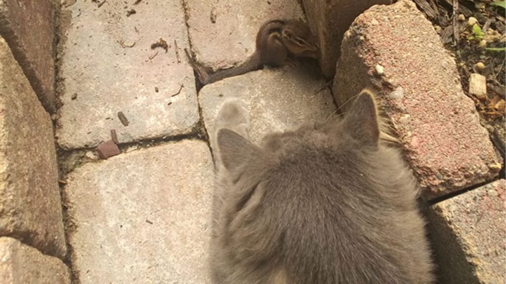 questo gatto e il "suo" scoiattolo