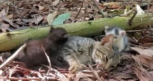 Mamma gatta rimane schiacciata da un albero: i suoi due gattini chiedevano disperatamente aiuto (VIDEO)