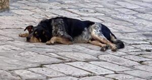 La storia di Tuto, il cane di 13 anni che scappava dal rifugio per andare dal suo padrone senza sapere che purtroppo non c’era più