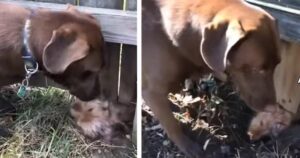 Cucciolo di cane scava una buca sotto la recinzione per andare a giocare col suo vicino di casa peloso (VIDEO)