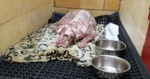 Sciame d’api prende d’assalto un pitbull che si ritrova con più di 1000 punture: vivo per miracolo