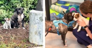 Abbandonati insieme e separati al canile: i due cani vengono adottati dalla stessa persona. La loro gioia è commovente (VIDEO)