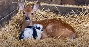 Il cucciolo di cervo ed il coniglietto sono inseparabili: la storia di Nellie e Polly (Video)