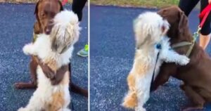 Due adorabili cani non si vedono da tempo e si lasciano andare in un caloroso abbraccio (VIDEO)